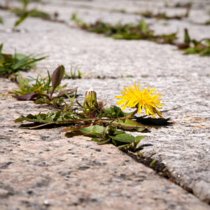 View All Weed, Moss & Algae Control